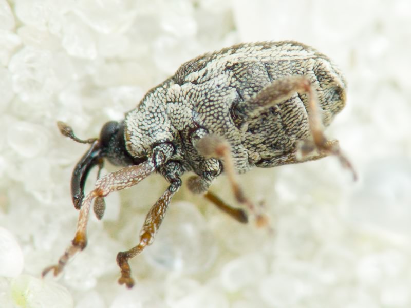 Oprohinus suturalis (Fabricius, 1775)